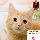 マンチカン(長足)