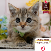 マンチカン(長足)