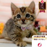 マンチカン(長足)