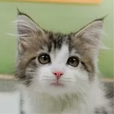 ノルウェージャンフォレストキャット
