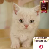 マンチカン(短足)
