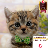 マンチカン(長足)