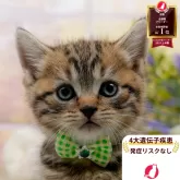 マンチカン(長足)