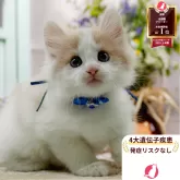 ノルウェージャンフォレストキャット