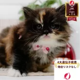 ラガマフィン