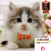 ノルウェージャンフォレストキャット