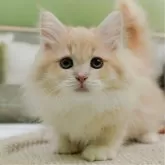 サイベリアン【神奈川県・男の子・2025年3月19日・クリーム&ホワイト】の写真1「かわいい子猫の画像や当猫舎の情報を掲載しています💖是非、見てください🎶」