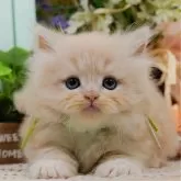 ラガマフィン