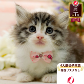 ノルウェージャンフォレストキャット