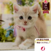 マンチカン(長足)