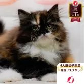 ラガマフィン
