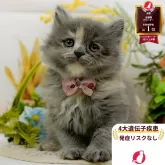 ラガマフィン