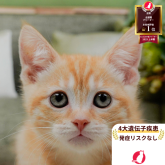 マンチカン(長足)