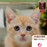 マンチカン(長足)