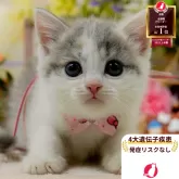 マンチカン(長足)