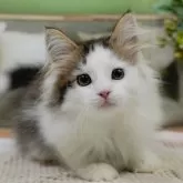 ノルウェージャンフォレストキャット