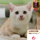 マンチカン(長足)