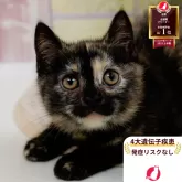 マンチカン(長足)