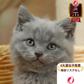 ブリティッシュショートヘア