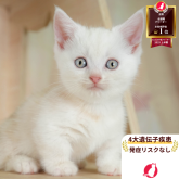 マンチカン(短足)