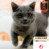 ブリティッシュショートヘア