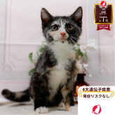 マンチカン(長足)