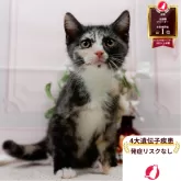 マンチカン(長足)