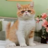 エキゾチックショートヘア