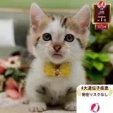 マンチカン(短足)