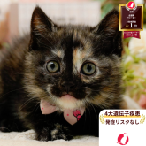 マンチカン(長足)