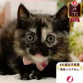 マンチカン(長足)