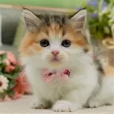 ミヌエット(短足)