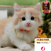 ノルウェージャンフォレストキャット