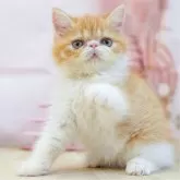 エキゾチックショートヘア