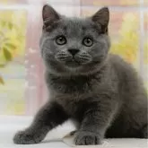 ブリティッシュショートヘア【神奈川県・男の子・2025年4月9日・ブルー】の写真1「かわいい子猫の画像や当猫舎の情報を掲載しています💖是非、見てください🎶」