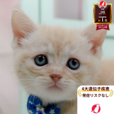 マンチカン(長足)