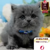 ラガマフィン