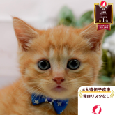 マンチカン(長足)