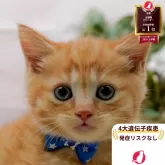 マンチカン(長足)