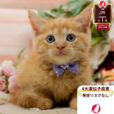 マンチカン(長足)