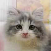 サイベリアン【神奈川県・女の子・2025年7月31日・ダイリュートキャリコ】の写真1「かわいい子猫の画像や当猫舎の情報を掲載しています💖是非、見てください🎶」