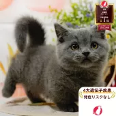マンチカン(短足)