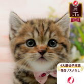 マンチカン(長足)