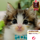 ノルウェージャンフォレストキャット