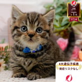 マンチカン(短足)