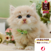 マンチカン(短足)