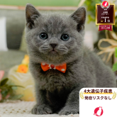 ブリティッシュショートヘア