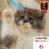 ミヌエット(長足)