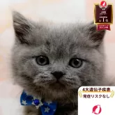 ブリティッシュショートヘア