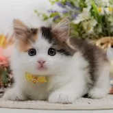 ノルウェージャンフォレストキャット